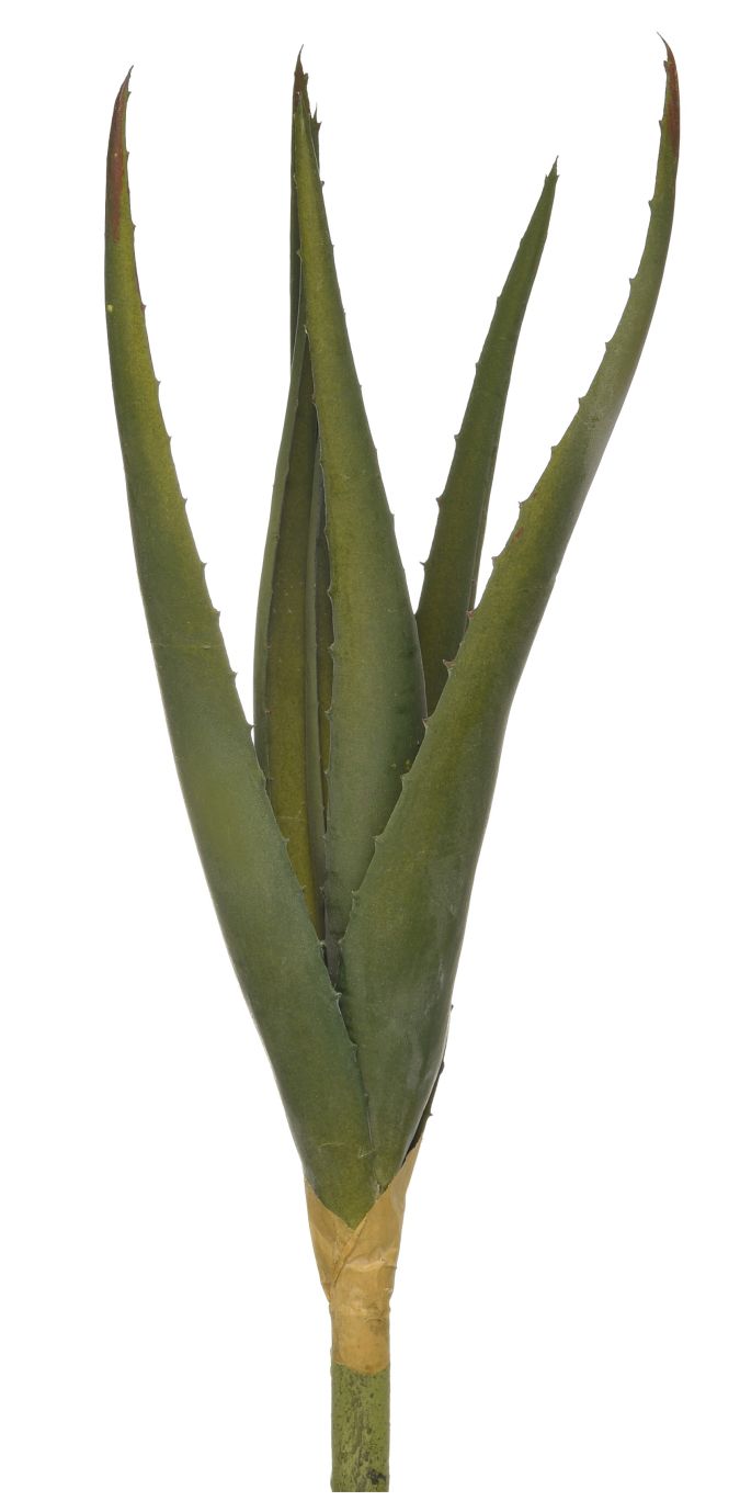 14" Aloe Stem AV1020