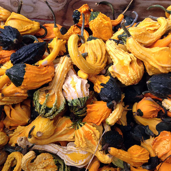 AUTUMN WINGS PUMPKINS