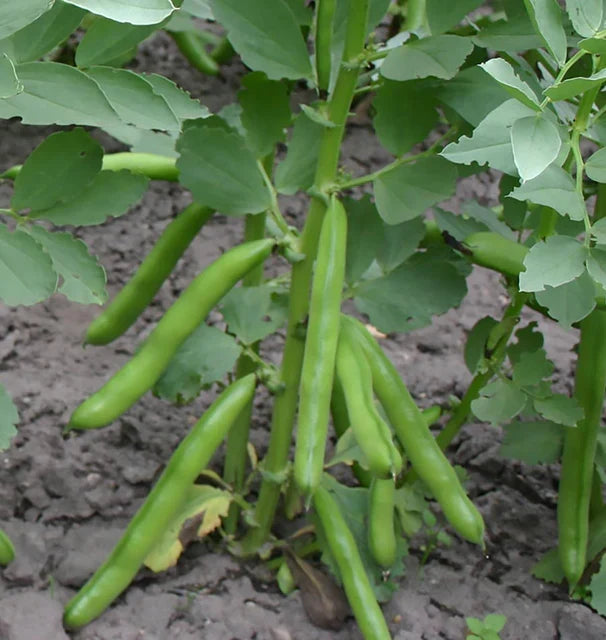 BROAD BEANS-ELEONORA ORGANIC