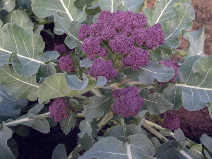 BURGUNDY BROCCOLI
