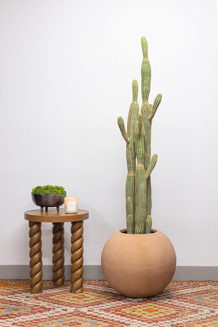 Cereus Cactus Plant - UV Treated