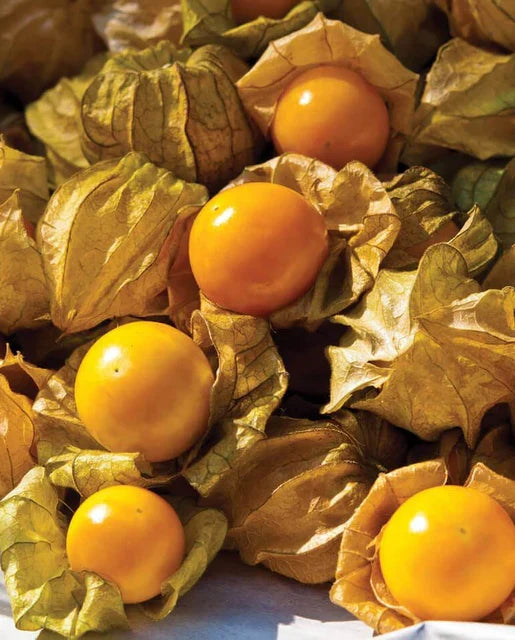GROUND CHERRY AUNT MOLLY'S