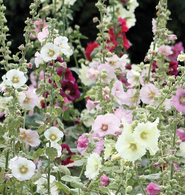 INDIAN SPRING HOLLYHOCKS
