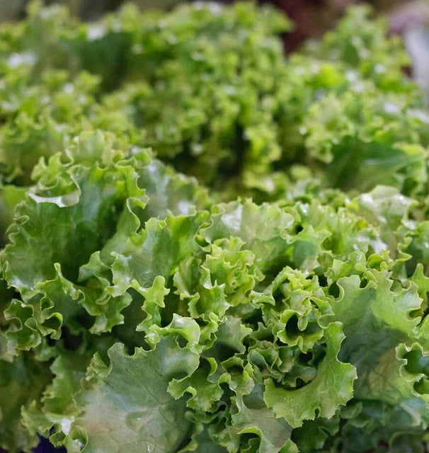 LETTUCE GRAND RAPIDS TBR