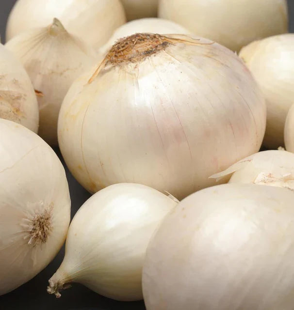 ONION WHITE WING