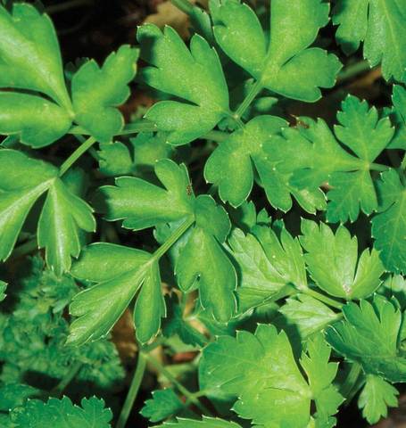PARSLEY DARK GREEN ITALIAN