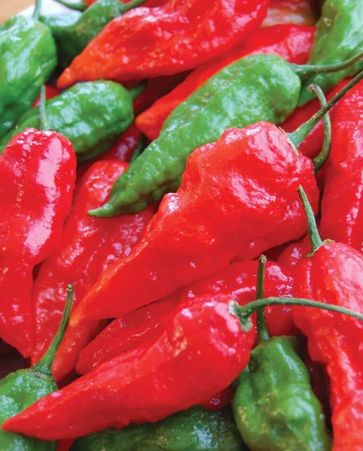 PEPPER GHOST CHILI