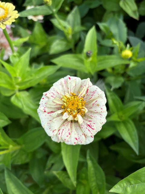 PEPPERMINT STICK ZINNIAS