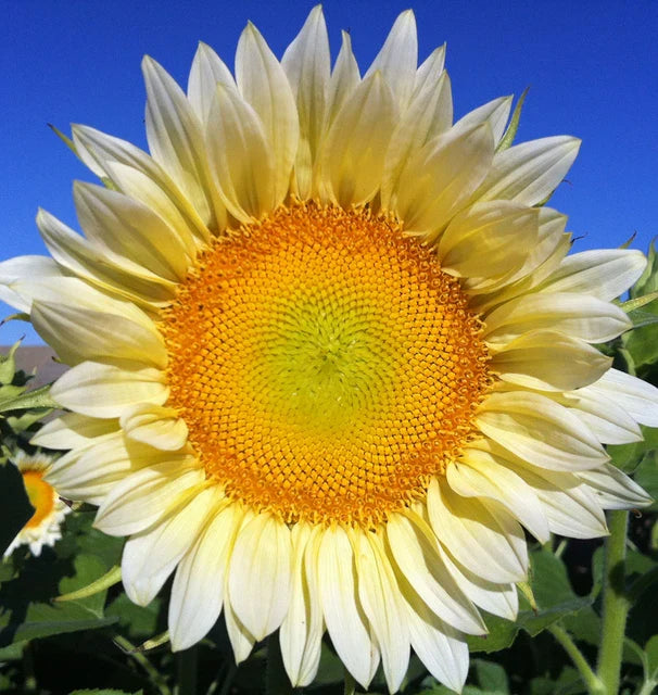 PROCUT WHITE LITE F1 SUNFLOWER