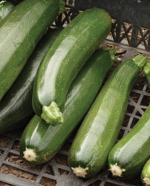 SQUASH ZUCCHINI BLACK BEAUTY