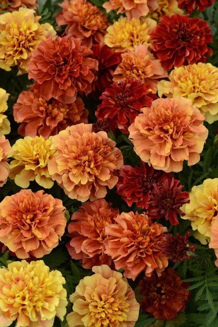 STRAWBERRY BLONDE MARIGOLD