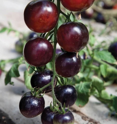 TOMATOES INDIGO ROSE ORGANIC