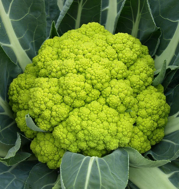 TREVI CAULIFLOWER