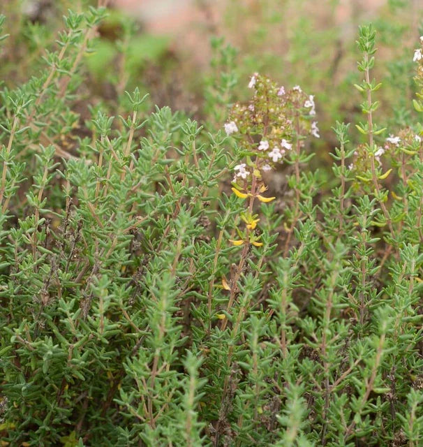 WINTER THYME