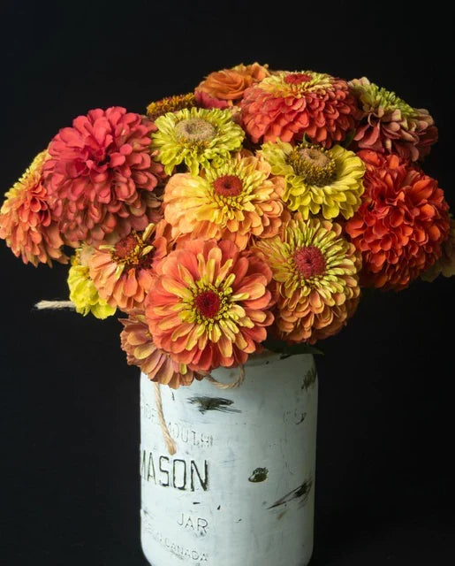 ZINNIAS QUEENY LIME ORANGE