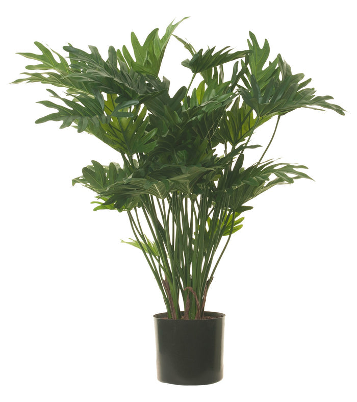 34" Philodendron Xanadu  FP1112