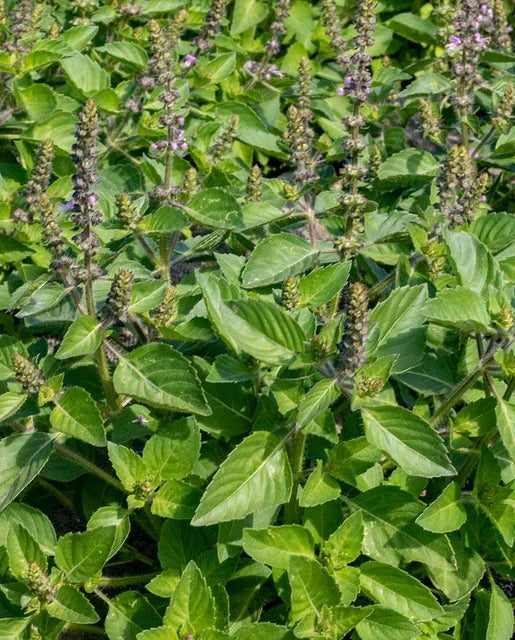 BASIL HOLY BASIL ORGANIC