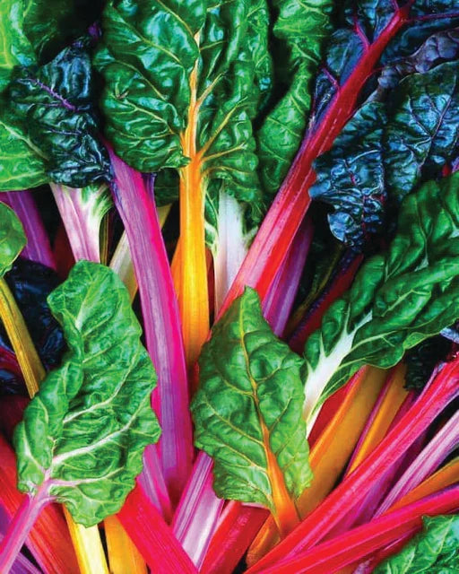 BRIGHT LIGHTS CHARD