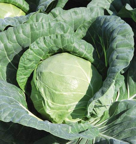 CABBAGE TIARA