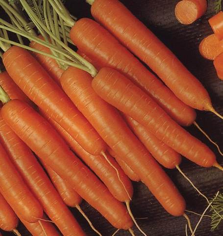 CARROTS BOLERO