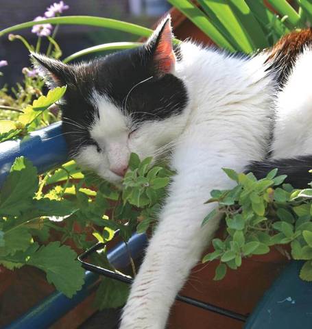 CATNIP ORGANIC