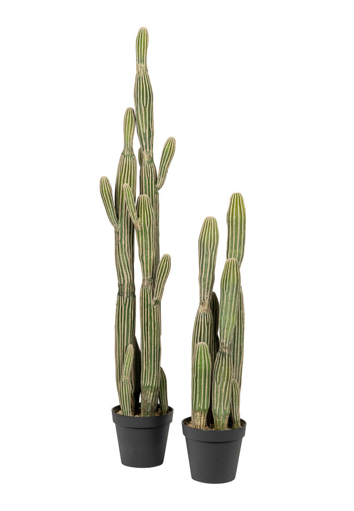Cereus Cactus Plant - UV Treated
