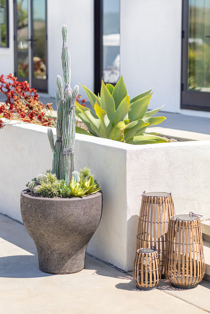 Cereus Cactus Plant - UV Treated