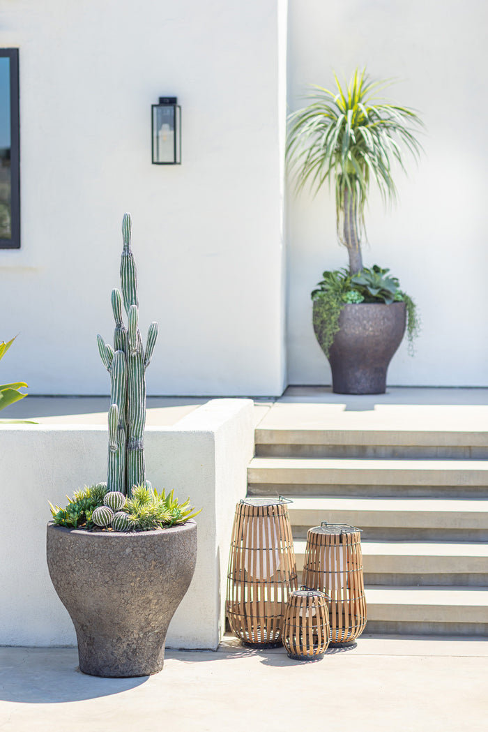 Cereus Cactus Plant - UV Treated