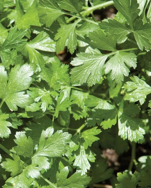 CILANTRO SANTO ORGANIC