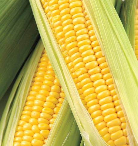 CORN HONEY SELECT