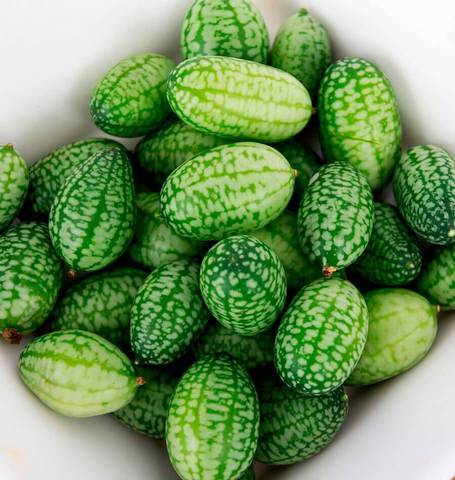 CUCUMBER CUCAMELON