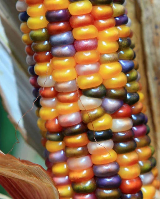 GLASS GEM ORGANIC CORN SEEDS