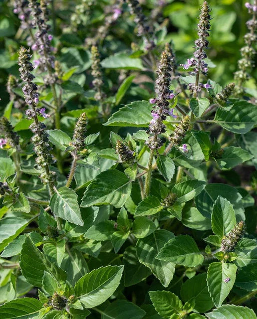 HOLY BASIL ORGANIC