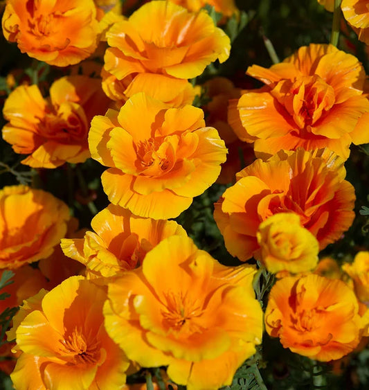 LADY MARMALADE POPPIES