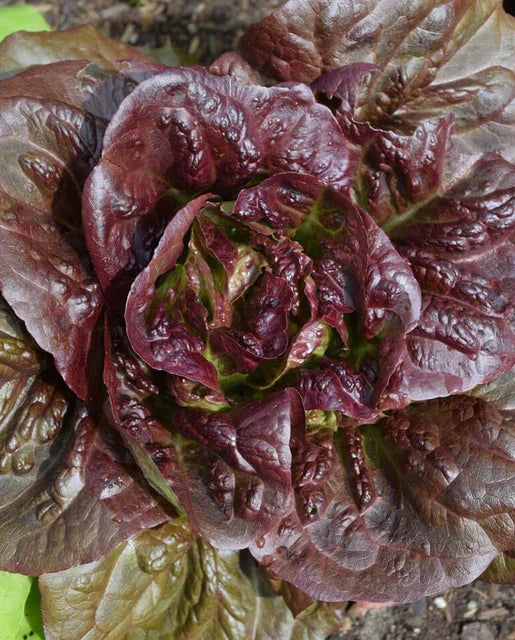 LETTUCE POMEGRANATE CRUNCH