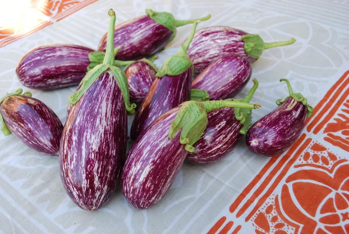 LISTADA DE GANDIA ORGANIC EGGPLANT