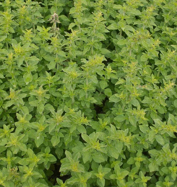 OREGANO GREEK ORGANIC