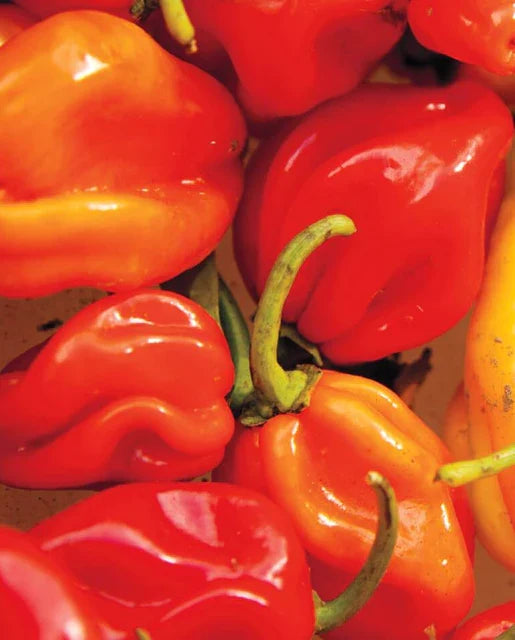 PEPPER HABANERO