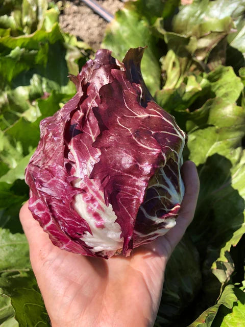 PERSEO RADICCHIO