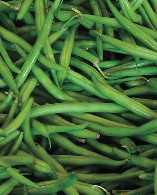 POLE BEANS BLUE LAKE