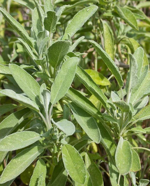 SAGE ORGANIC