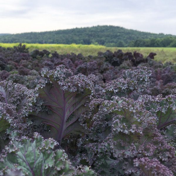 SCARLET ORGANIC KALE