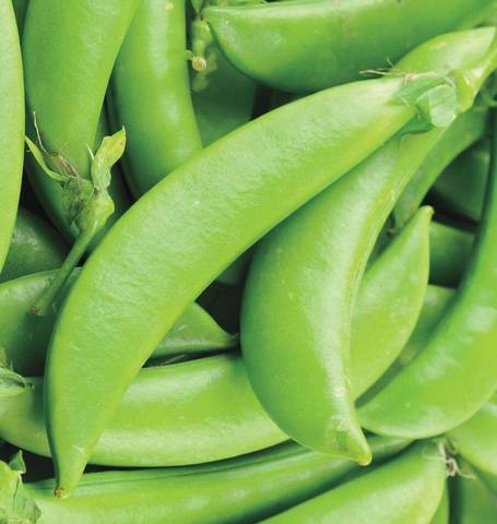 SNAP PEAS SUGAR ANN ORGANIC
