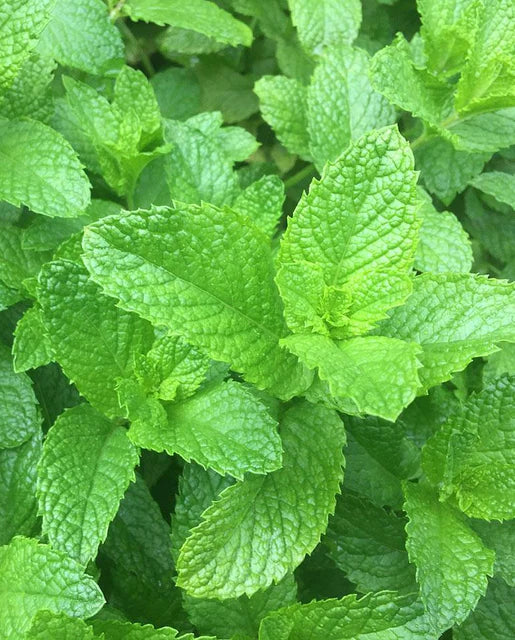 SPEARMINT