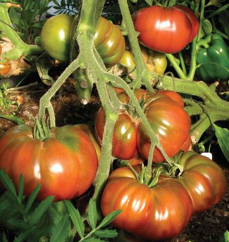 TOMATOES BLACK KRIM ORGANIC