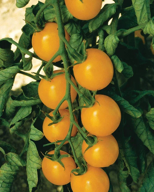 TOMATOES CHERRY SWEET GOLD