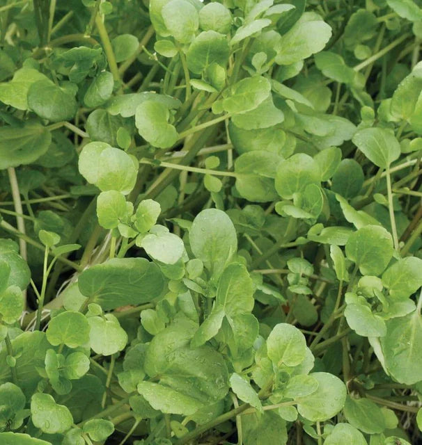 WATERCRESS