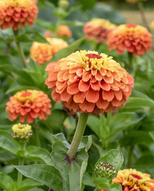 ZINNIAS QUEENY LIME ORANGE